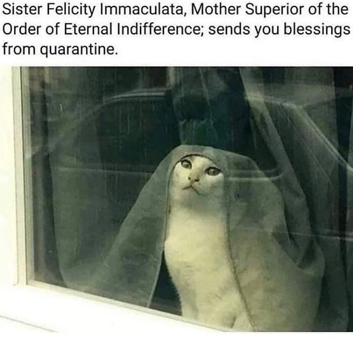 “Cats Of Instagram”: 36 Relatable Memes That Might Instantly Put You In A Good Mood “Cats Of Instagram”: 36 Relatable Memes That Might Instantly Put You In A Good Mood