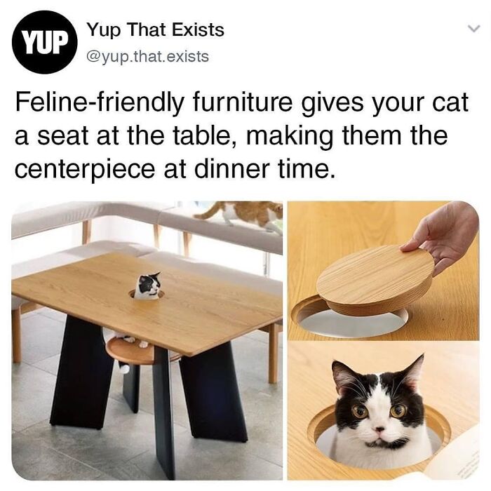 “Cats Of Instagram”: 36 Relatable Memes That Might Instantly Put You In A Good Mood “Cats Of Instagram”: 36 Relatable Memes That Might Instantly Put You In A Good Mood