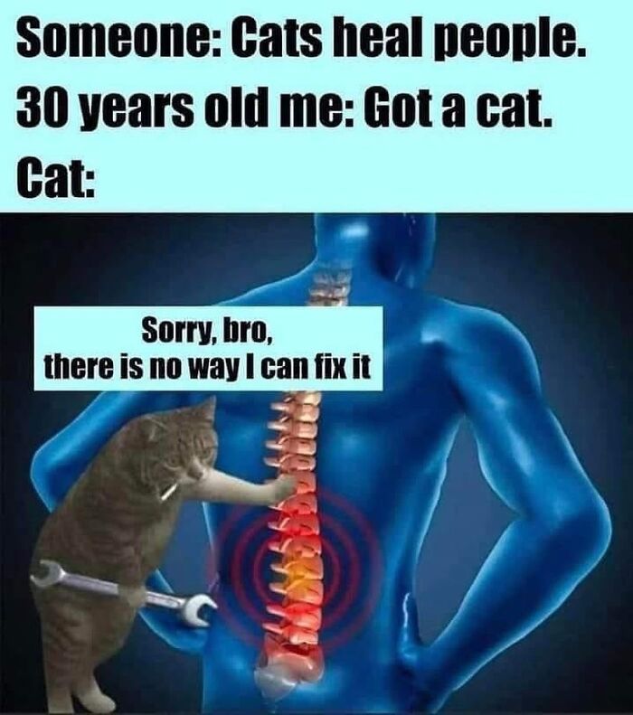 “Cats Of Instagram”: 36 Relatable Memes That Might Instantly Put You In A Good Mood “Cats Of Instagram”: 36 Relatable Memes That Might Instantly Put You In A Good Mood