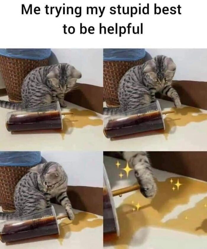 “Cats Of Instagram”: 36 Relatable Memes That Might Instantly Put You In A Good Mood “Cats Of Instagram”: 36 Relatable Memes That Might Instantly Put You In A Good Mood
