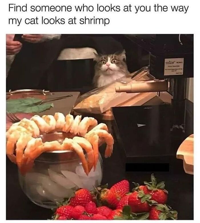 “Cats Of Instagram”: 36 Relatable Memes That Might Instantly Put You In A Good Mood “Cats Of Instagram”: 36 Relatable Memes That Might Instantly Put You In A Good Mood
