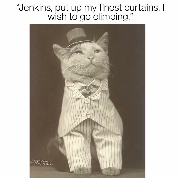 “Cats Of Instagram”: 36 Relatable Memes That Might Instantly Put You In A Good Mood “Cats Of Instagram”: 36 Relatable Memes That Might Instantly Put You In A Good Mood
