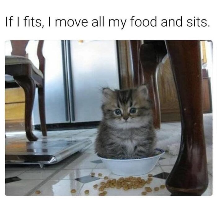 “Cats Of Instagram”: 36 Relatable Memes That Might Instantly Put You In A Good Mood “Cats Of Instagram”: 36 Relatable Memes That Might Instantly Put You In A Good Mood
