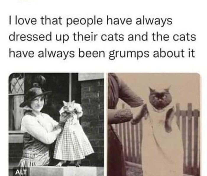 “Cats Of Instagram”: 36 Relatable Memes That Might Instantly Put You In A Good Mood “Cats Of Instagram”: 36 Relatable Memes That Might Instantly Put You In A Good Mood