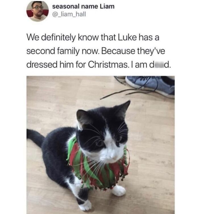 “Cats Of Instagram”: 36 Relatable Memes That Might Instantly Put You In A Good Mood “Cats Of Instagram”: 36 Relatable Memes That Might Instantly Put You In A Good Mood