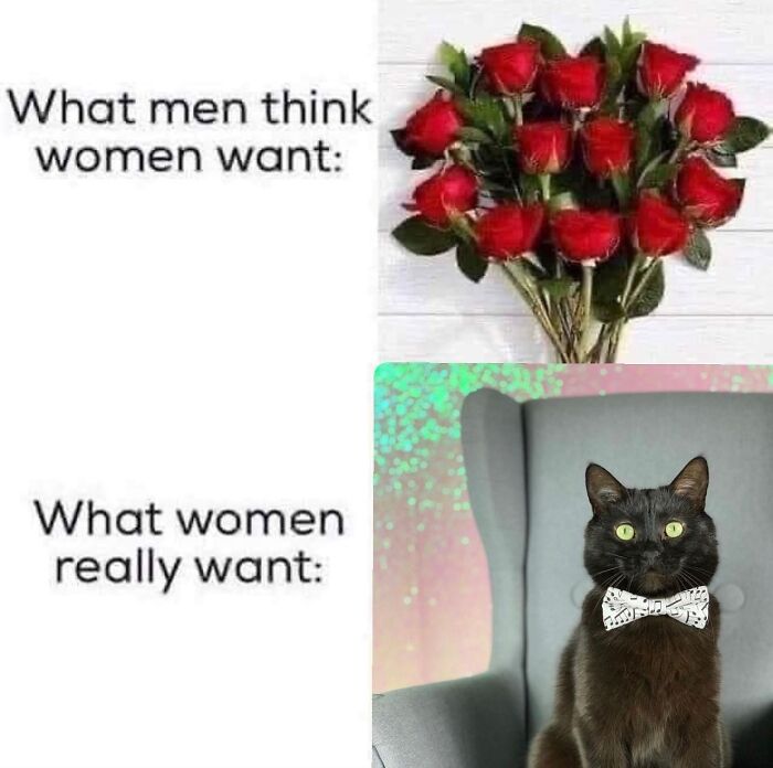“Cats Of Instagram”: 36 Relatable Memes That Might Instantly Put You In A Good Mood “Cats Of Instagram”: 36 Relatable Memes That Might Instantly Put You In A Good Mood