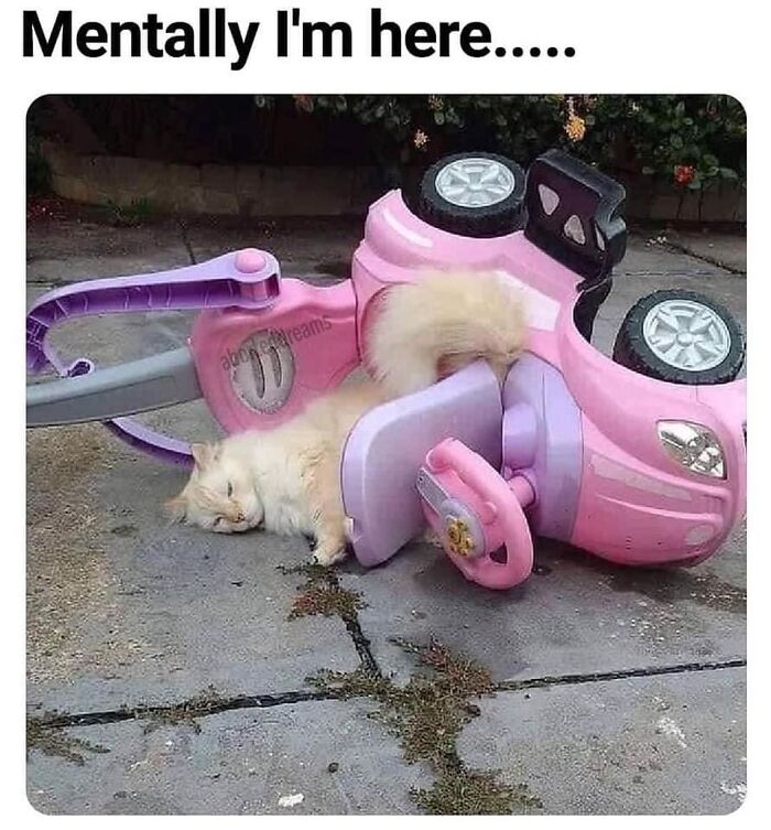 “Cats Of Instagram”: 36 Relatable Memes That Might Instantly Put You In A Good Mood “Cats Of Instagram”: 36 Relatable Memes That Might Instantly Put You In A Good Mood