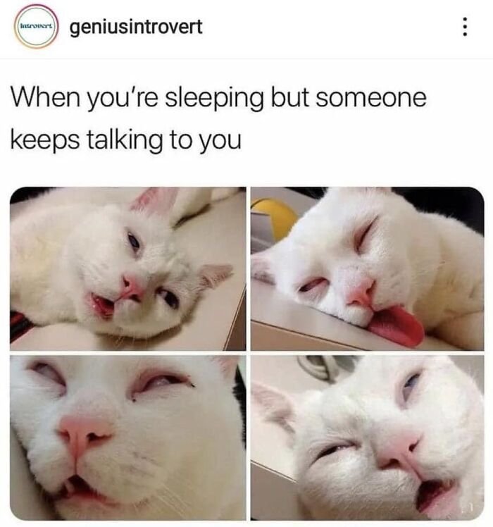 “Cats Of Instagram”: 36 Relatable Memes That Might Instantly Put You In A Good Mood “Cats Of Instagram”: 36 Relatable Memes That Might Instantly Put You In A Good Mood