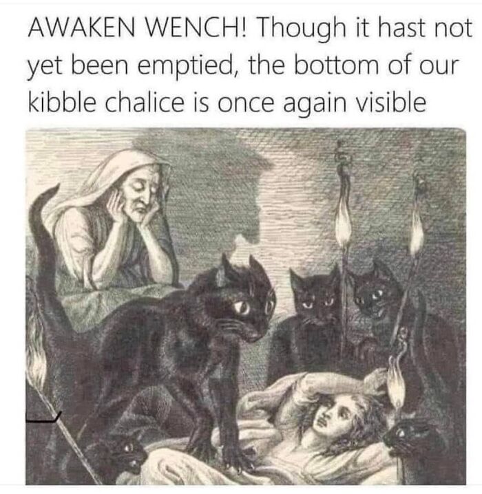 “Cats Of Instagram”: 36 Relatable Memes That Might Instantly Put You In A Good Mood “Cats Of Instagram”: 36 Relatable Memes That Might Instantly Put You In A Good Mood