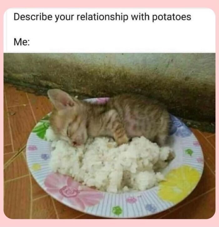 “Cats Of Instagram”: 36 Relatable Memes That Might Instantly Put You In A Good Mood “Cats Of Instagram”: 36 Relatable Memes That Might Instantly Put You In A Good Mood