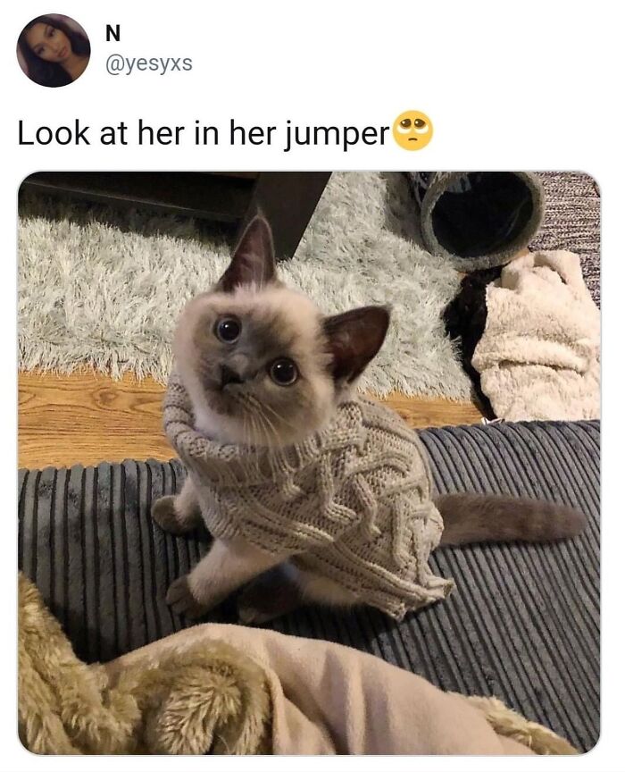 “Cats Of Instagram”: 36 Relatable Memes That Might Instantly Put You In A Good Mood “Cats Of Instagram”: 36 Relatable Memes That Might Instantly Put You In A Good Mood