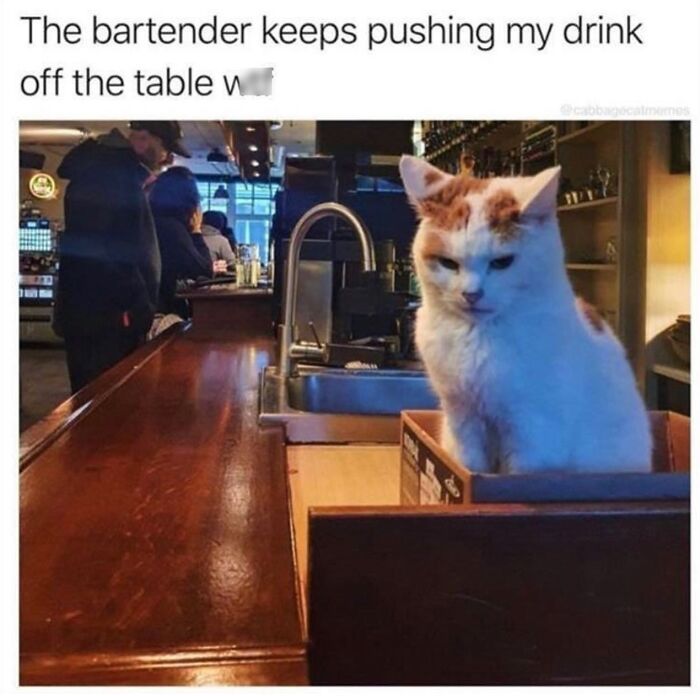 “Cats Of Instagram”: 36 Relatable Memes That Might Instantly Put You In A Good Mood “Cats Of Instagram”: 36 Relatable Memes That Might Instantly Put You In A Good Mood