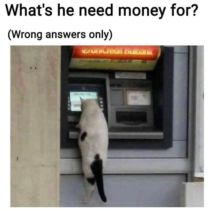 “Cats Of Instagram”: 36 Relatable Memes That Might Instantly Put You In A Good Mood “Cats Of Instagram”: 36 Relatable Memes That Might Instantly Put You In A Good Mood