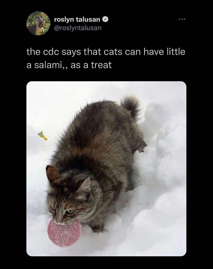 “Cats Of Instagram”: 36 Relatable Memes That Might Instantly Put You In A Good Mood “Cats Of Instagram”: 36 Relatable Memes That Might Instantly Put You In A Good Mood