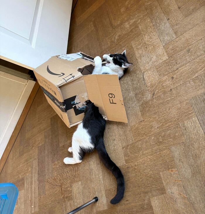 40 Moments That Made Cats Realize They Can Shred Everything Around Them And Still Be Good Kitties 40 Moments That Made Cats Realize They Can Shred Everything Around Them And Still Be Good Kitties