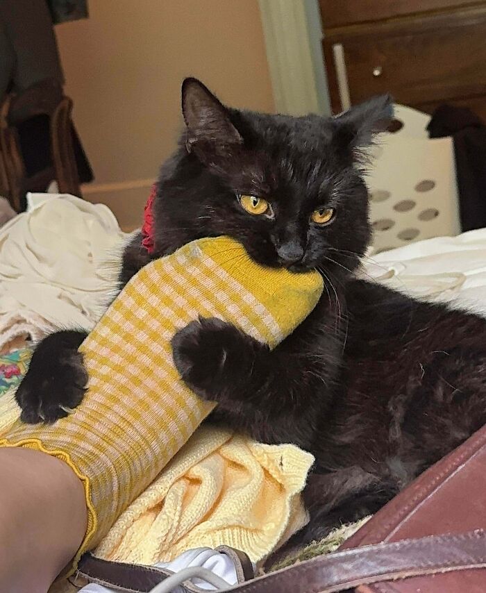 40 Moments That Made Cats Realize They Can Shred Everything Around Them And Still Be Good Kitties 40 Moments That Made Cats Realize They Can Shred Everything Around Them And Still Be Good Kitties