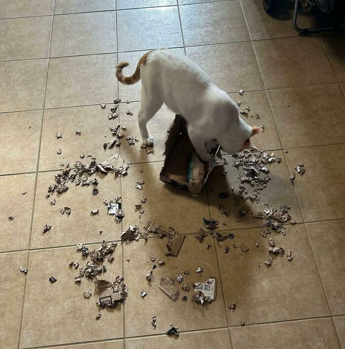 40 Moments That Made Cats Realize They Can Shred Everything Around Them And Still Be Good Kitties 40 Moments That Made Cats Realize They Can Shred Everything Around Them And Still Be Good Kitties