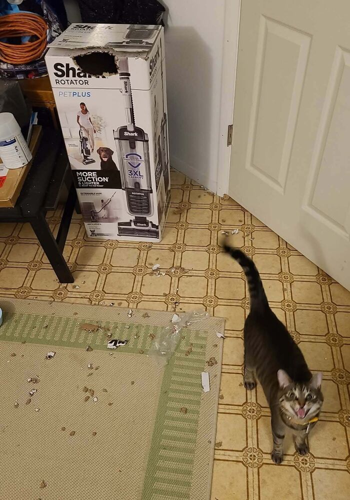 40 Moments That Made Cats Realize They Can Shred Everything Around Them And Still Be Good Kitties 40 Moments That Made Cats Realize They Can Shred Everything Around Them And Still Be Good Kitties