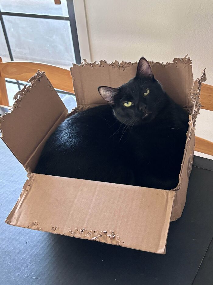 40 Moments That Made Cats Realize They Can Shred Everything Around Them And Still Be Good Kitties 40 Moments That Made Cats Realize They Can Shred Everything Around Them And Still Be Good Kitties