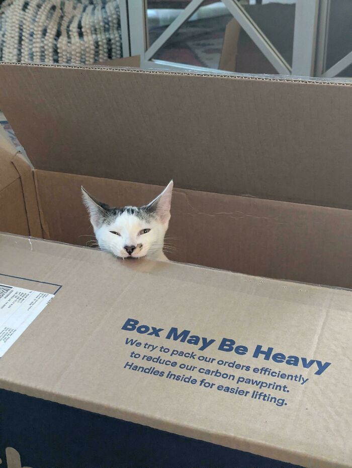40 Moments That Made Cats Realize They Can Shred Everything Around Them And Still Be Good Kitties 40 Moments That Made Cats Realize They Can Shred Everything Around Them And Still Be Good Kitties