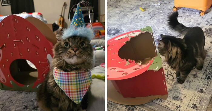 40 Moments That Made Cats Realize They Can Shred Everything Around Them And Still Be Good Kitties 40 Moments That Made Cats Realize They Can Shred Everything Around Them And Still Be Good Kitties