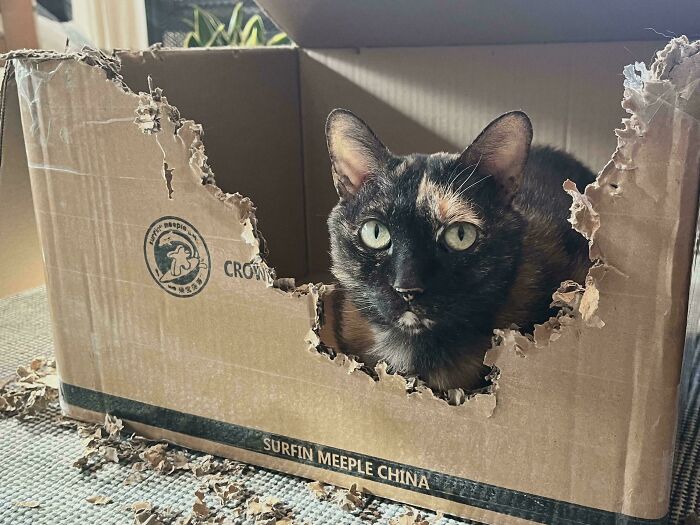 40 Moments That Made Cats Realize They Can Shred Everything Around Them And Still Be Good Kitties 40 Moments That Made Cats Realize They Can Shred Everything Around Them And Still Be Good Kitties
