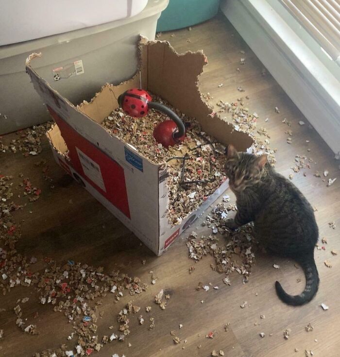 40 Moments That Made Cats Realize They Can Shred Everything Around Them And Still Be Good Kitties 40 Moments That Made Cats Realize They Can Shred Everything Around Them And Still Be Good Kitties