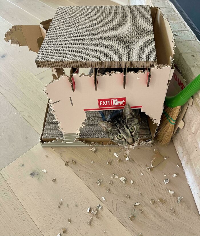 40 Moments That Made Cats Realize They Can Shred Everything Around Them And Still Be Good Kitties 40 Moments That Made Cats Realize They Can Shred Everything Around Them And Still Be Good Kitties