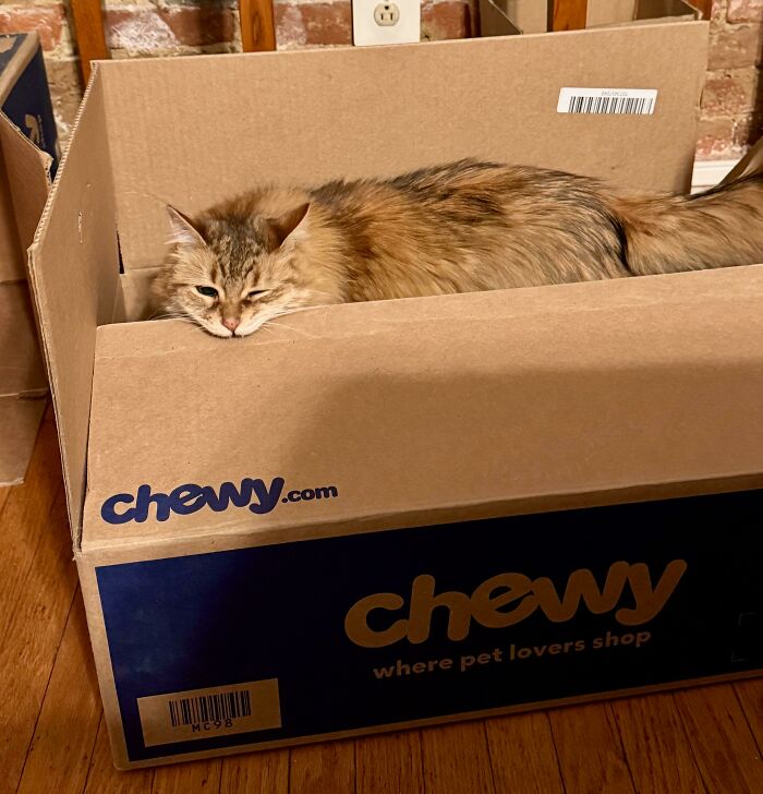40 Moments That Made Cats Realize They Can Shred Everything Around Them And Still Be Good Kitties 40 Moments That Made Cats Realize They Can Shred Everything Around Them And Still Be Good Kitties
