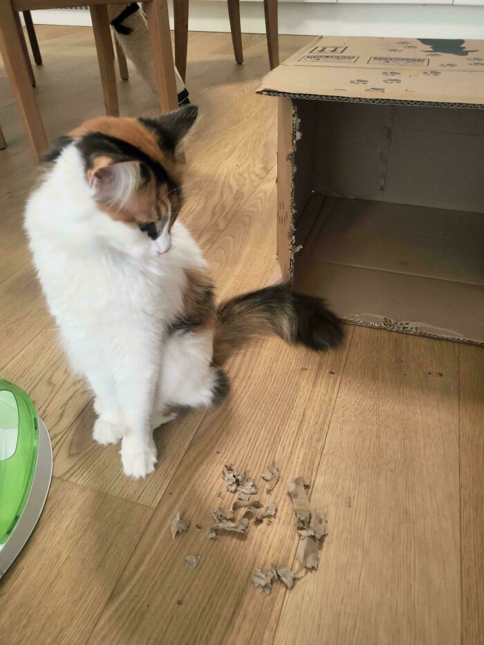 40 Moments That Made Cats Realize They Can Shred Everything Around Them And Still Be Good Kitties 40 Moments That Made Cats Realize They Can Shred Everything Around Them And Still Be Good Kitties