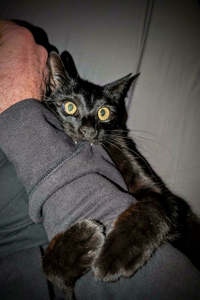 40 Moments That Made Cats Realize They Can Shred Everything Around Them And Still Be Good Kitties 40 Moments That Made Cats Realize They Can Shred Everything Around Them And Still Be Good Kitties