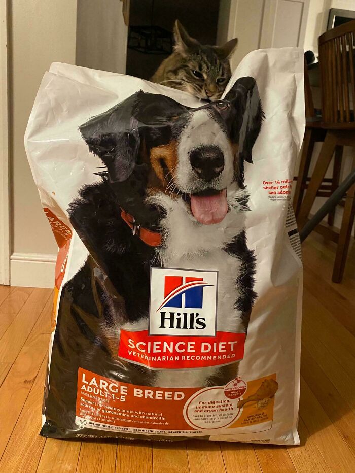 40 Moments That Made Cats Realize They Can Shred Everything Around Them And Still Be Good Kitties 40 Moments That Made Cats Realize They Can Shred Everything Around Them And Still Be Good Kitties