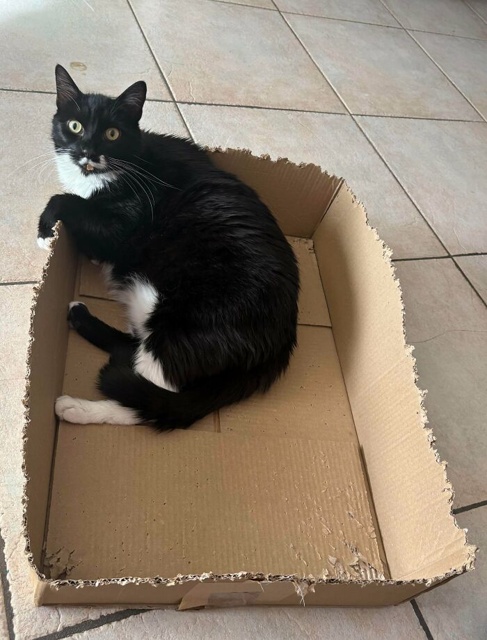 40 Moments That Made Cats Realize They Can Shred Everything Around Them And Still Be Good Kitties 40 Moments That Made Cats Realize They Can Shred Everything Around Them And Still Be Good Kitties