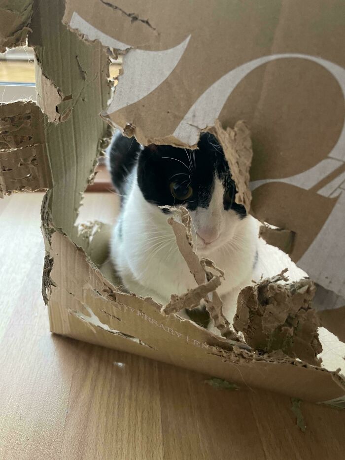 40 Moments That Made Cats Realize They Can Shred Everything Around Them And Still Be Good Kitties 40 Moments That Made Cats Realize They Can Shred Everything Around Them And Still Be Good Kitties