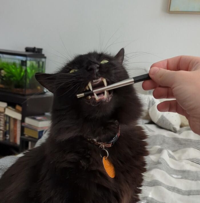 40 Moments That Made Cats Realize They Can Shred Everything Around Them And Still Be Good Kitties 40 Moments That Made Cats Realize They Can Shred Everything Around Them And Still Be Good Kitties