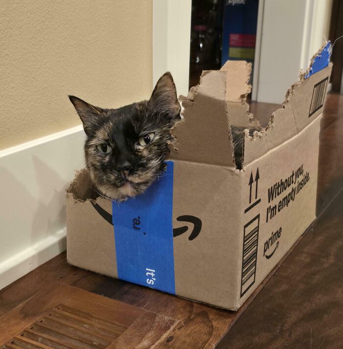 40 Moments That Made Cats Realize They Can Shred Everything Around Them And Still Be Good Kitties 40 Moments That Made Cats Realize They Can Shred Everything Around Them And Still Be Good Kitties