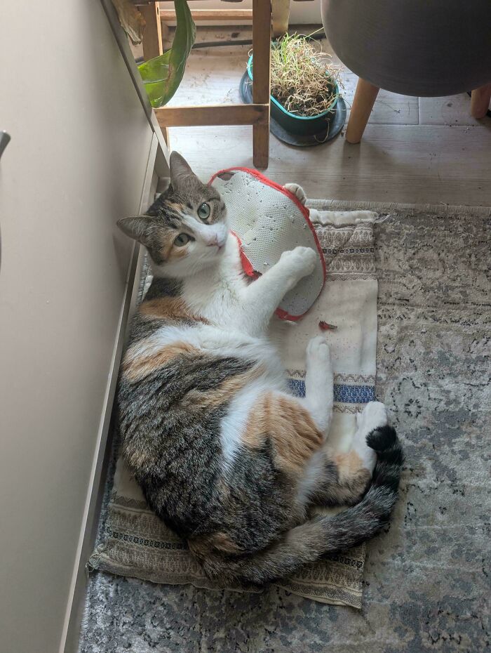 40 Moments That Made Cats Realize They Can Shred Everything Around Them And Still Be Good Kitties 40 Moments That Made Cats Realize They Can Shred Everything Around Them And Still Be Good Kitties