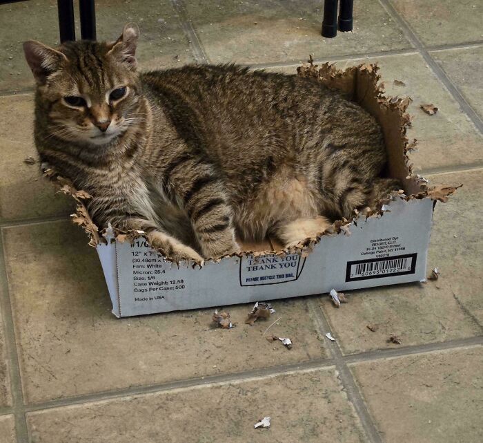 40 Moments That Made Cats Realize They Can Shred Everything Around Them And Still Be Good Kitties 40 Moments That Made Cats Realize They Can Shred Everything Around Them And Still Be Good Kitties