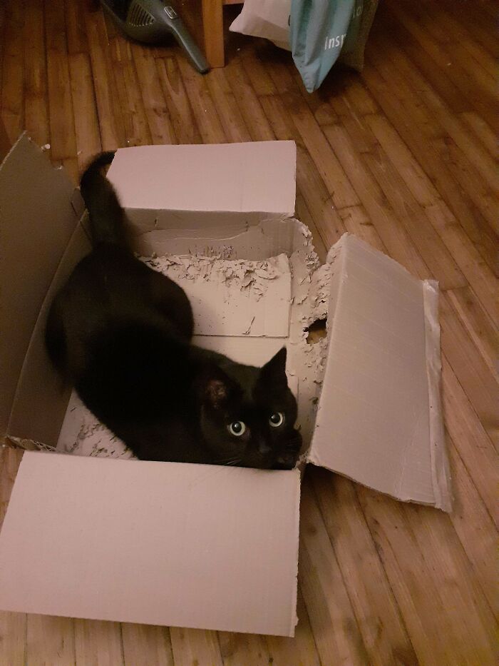 40 Moments That Made Cats Realize They Can Shred Everything Around Them And Still Be Good Kitties 40 Moments That Made Cats Realize They Can Shred Everything Around Them And Still Be Good Kitties