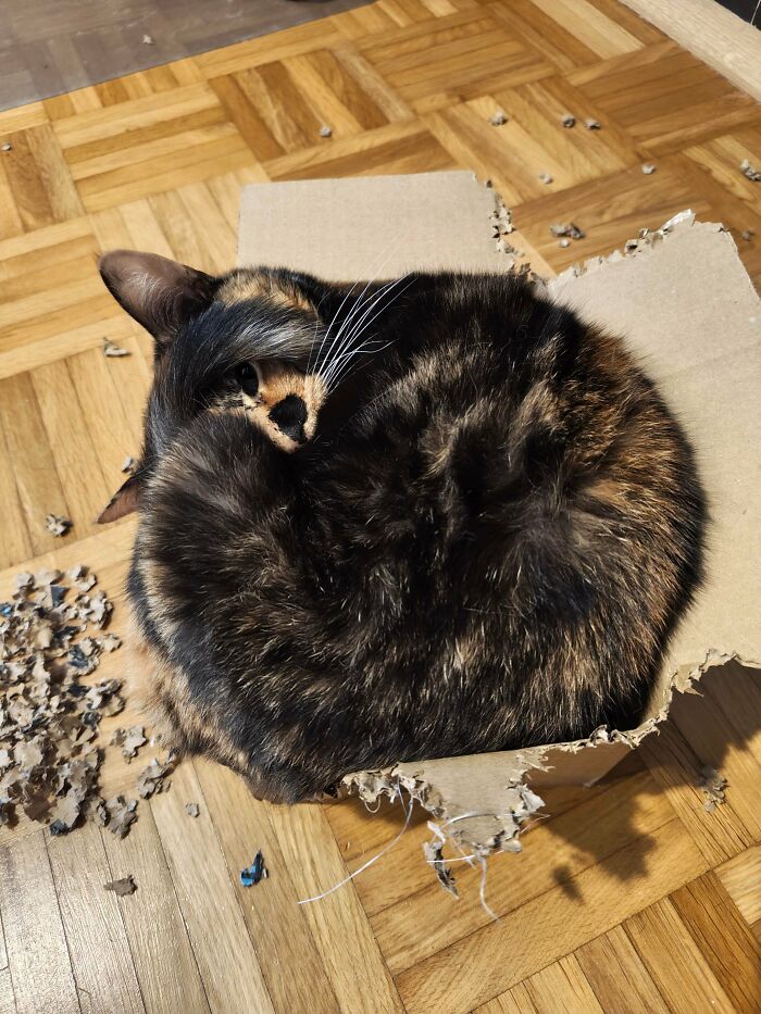 40 Moments That Made Cats Realize They Can Shred Everything Around Them And Still Be Good Kitties 40 Moments That Made Cats Realize They Can Shred Everything Around Them And Still Be Good Kitties