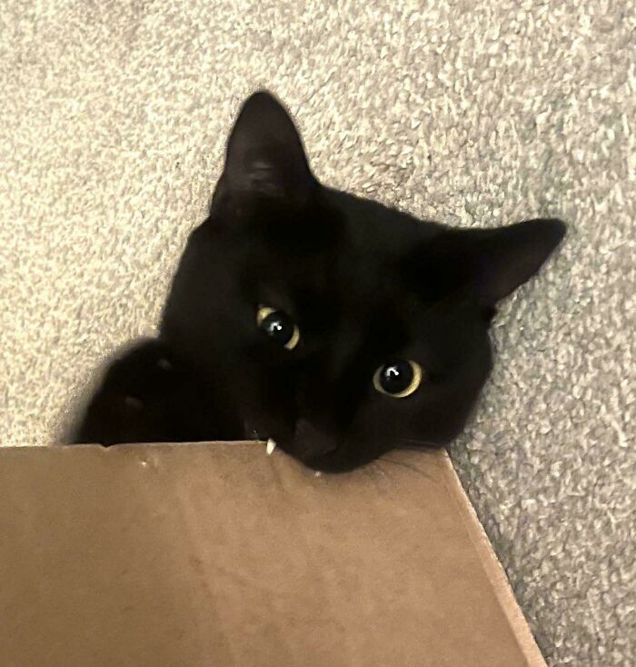 40 Moments That Made Cats Realize They Can Shred Everything Around Them And Still Be Good Kitties 40 Moments That Made Cats Realize They Can Shred Everything Around Them And Still Be Good Kitties