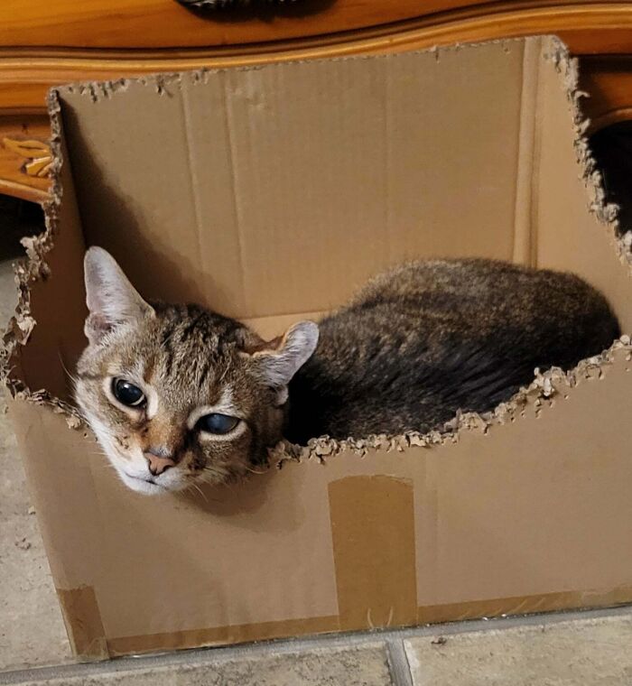 40 Moments That Made Cats Realize They Can Shred Everything Around Them And Still Be Good Kitties 40 Moments That Made Cats Realize They Can Shred Everything Around Them And Still Be Good Kitties