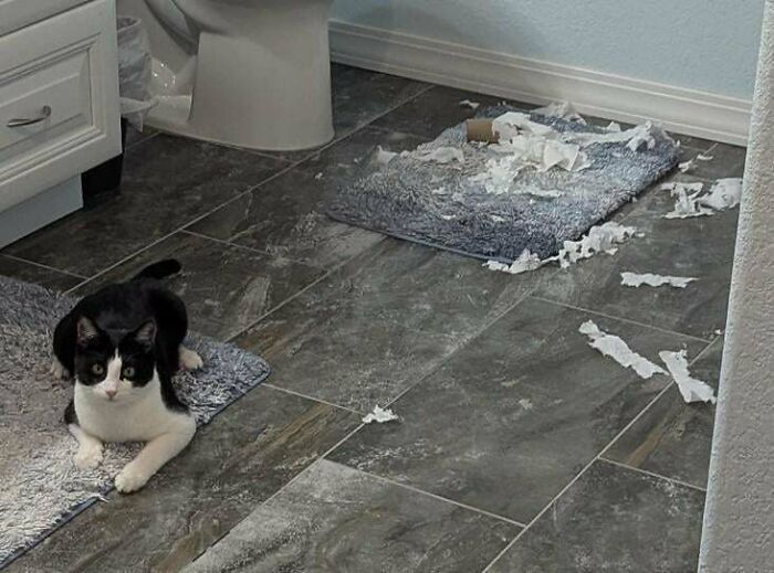 40 Moments That Made Cats Realize They Can Shred Everything Around Them And Still Be Good Kitties 40 Moments That Made Cats Realize They Can Shred Everything Around Them And Still Be Good Kitties