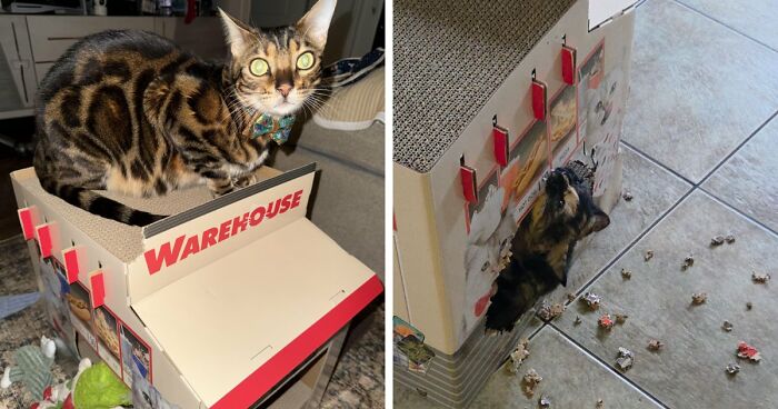 40 Moments That Made Cats Realize They Can Shred Everything Around Them And Still Be Good Kitties 40 Moments That Made Cats Realize They Can Shred Everything Around Them And Still Be Good Kitties