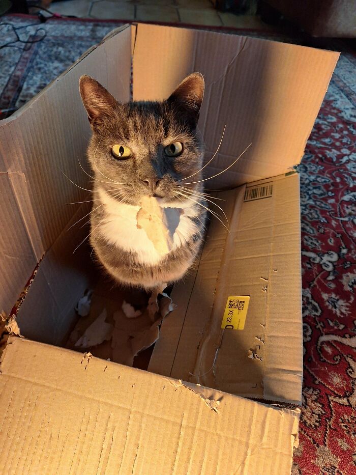 40 Moments That Made Cats Realize They Can Shred Everything Around Them And Still Be Good Kitties 40 Moments That Made Cats Realize They Can Shred Everything Around Them And Still Be Good Kitties