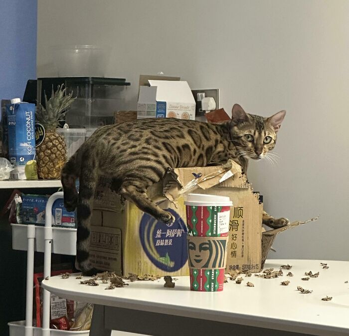 40 Moments That Made Cats Realize They Can Shred Everything Around Them And Still Be Good Kitties 40 Moments That Made Cats Realize They Can Shred Everything Around Them And Still Be Good Kitties