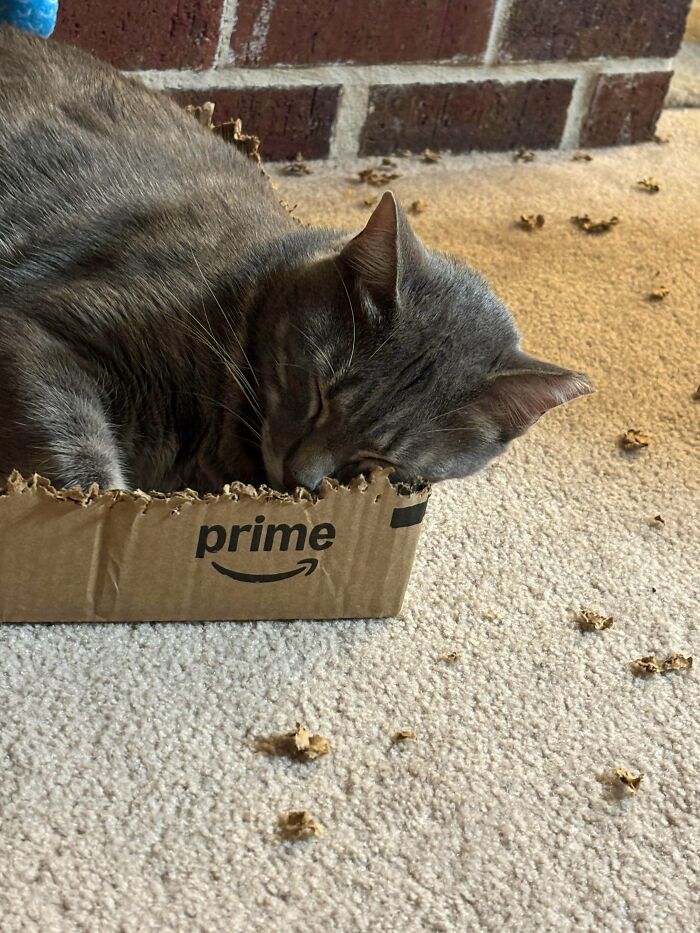 40 Moments That Made Cats Realize They Can Shred Everything Around Them And Still Be Good Kitties 40 Moments That Made Cats Realize They Can Shred Everything Around Them And Still Be Good Kitties