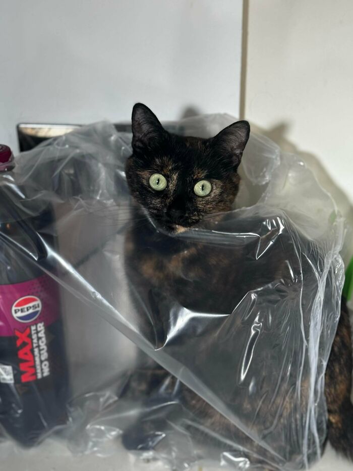 40 Moments That Made Cats Realize They Can Shred Everything Around Them And Still Be Good Kitties 40 Moments That Made Cats Realize They Can Shred Everything Around Them And Still Be Good Kitties