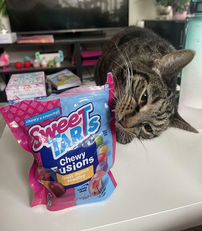 40 Moments That Made Cats Realize They Can Shred Everything Around Them And Still Be Good Kitties 40 Moments That Made Cats Realize They Can Shred Everything Around Them And Still Be Good Kitties