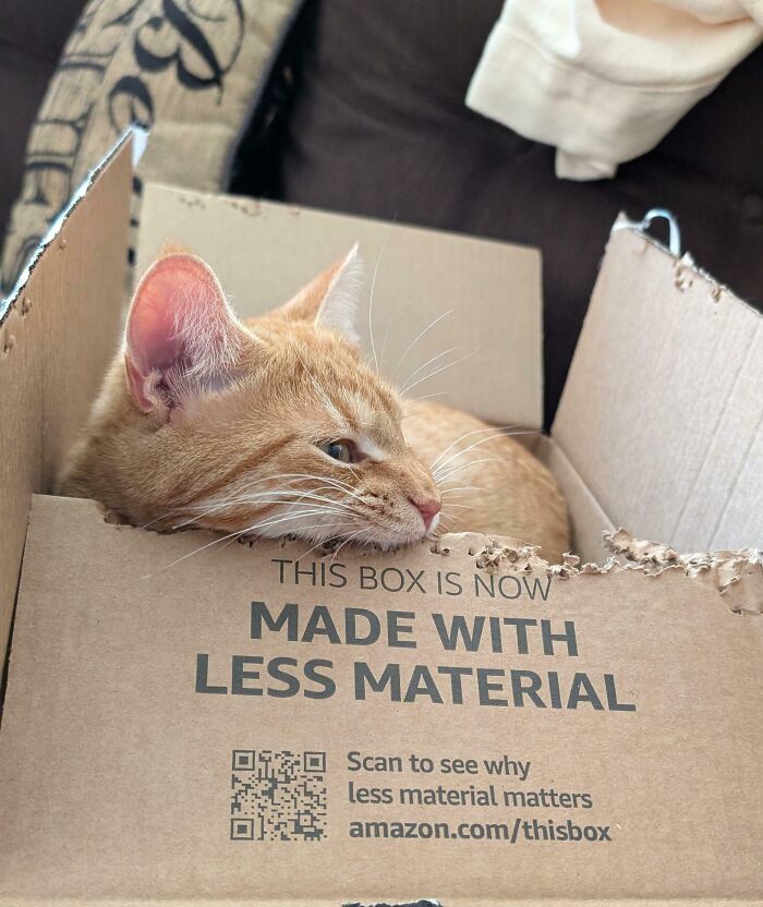 40 Moments That Made Cats Realize They Can Shred Everything Around Them And Still Be Good Kitties 40 Moments That Made Cats Realize They Can Shred Everything Around Them And Still Be Good Kitties